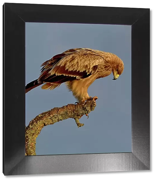 Spanish imperial eagle (Aquila adalberti) perched on a branch, looking down, Spain. February