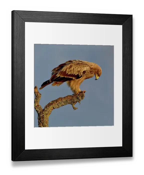Framed Print : Spanish imperial eagle (Aquila adalberti) perched on a branch, looking down, Spain. February Framed Print : Spanish imperial eagle (Aquila adalberti) perched on a branch, looking down, Spain. February