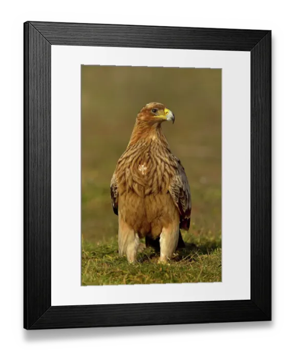 Framed Print : Spanish imperial eagle (Aquila adalberti) portrait, Spain. February Framed Print : Spanish imperial eagle (Aquila adalberti) portrait, Spain. February