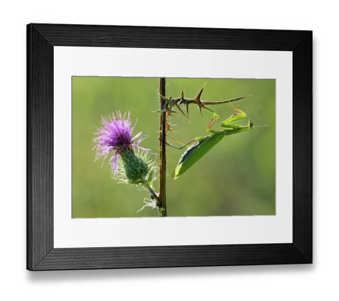 Framed Print : Female Praying mantis (Mantis religiosa) crawling on thistle, Lorraine, France. August