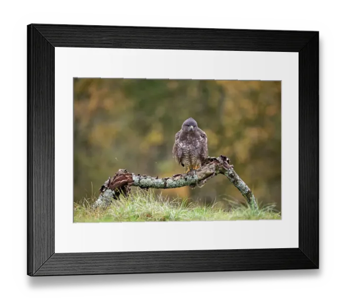 Framed Print : Buzzard (Buteo buteo) perched on a branch in autumn, Lorraine, France. November Framed Print : Buzzard (Buteo buteo) perched on a branch in autumn, Lorraine, France. November