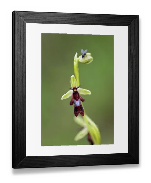 Framed Print : Fly orchid (Ophrys insectifera) in flower with resting fly, Lorraine, France. June Framed Print : Fly orchid (Ophrys insectifera) in flower with resting fly, Lorraine, France. June
