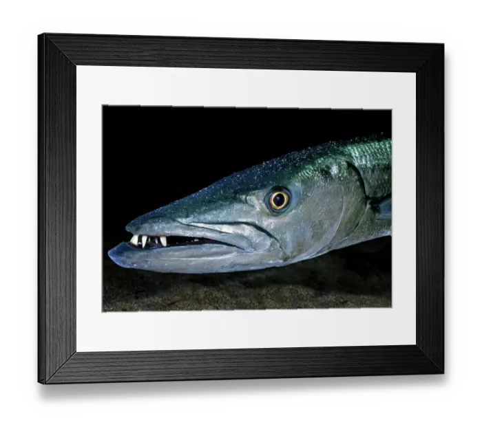 Framed Print : Great Barracuda (Sphyraena barracuda) head portrait, Virgin Gorda, British Virgin Islands, Caribbean Sea Framed Print : Great Barracuda (Sphyraena barracuda) head portrait, Virgin Gorda, British Virgin Islands, Caribbean Sea