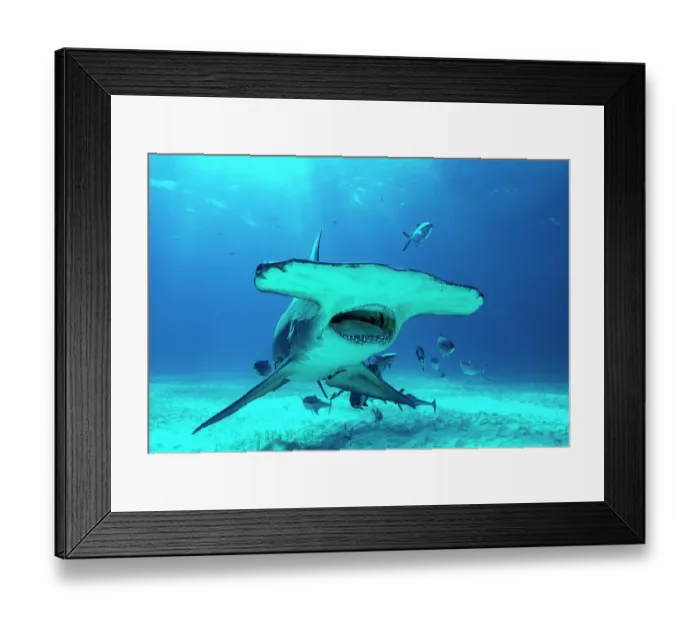 Framed Print : Great hammerhead shark (Sphyrna mokarran), critically endangered, swimming over sandy seabed accompanied by Blue runner jacks (Caranx crysos) and Remoras (Echeneis sp. ), Bimini, Bahamas, Caribbean Sea Framed Print : Great hammerhead shark (Sphyrna mokarran), critically endangered, swimming over sandy seabed accompanied by Blue runner jacks (Caranx crysos) and Remoras (Echeneis sp. ), Bimini, Bahamas, Caribbean Sea
