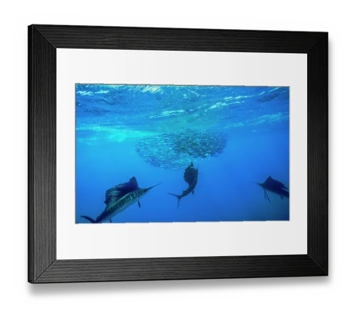 Framed Print : Three Atlantic sailfish (Istiophorus albicans) hunting cooperatively to force a school of Spanish sardine (Sardinella aurita) into a tight baitball and trapping them at the surface, Isla Mujeres, Mexico, Gulf of Mexico Framed Print : Three Atlantic sailfish (Istiophorus albicans) hunting cooperatively to force a school of Spanish sardine (Sardinella aurita) into a tight baitball and trapping them at the surface, Isla Mujeres, Mexico, Gulf of Mexico