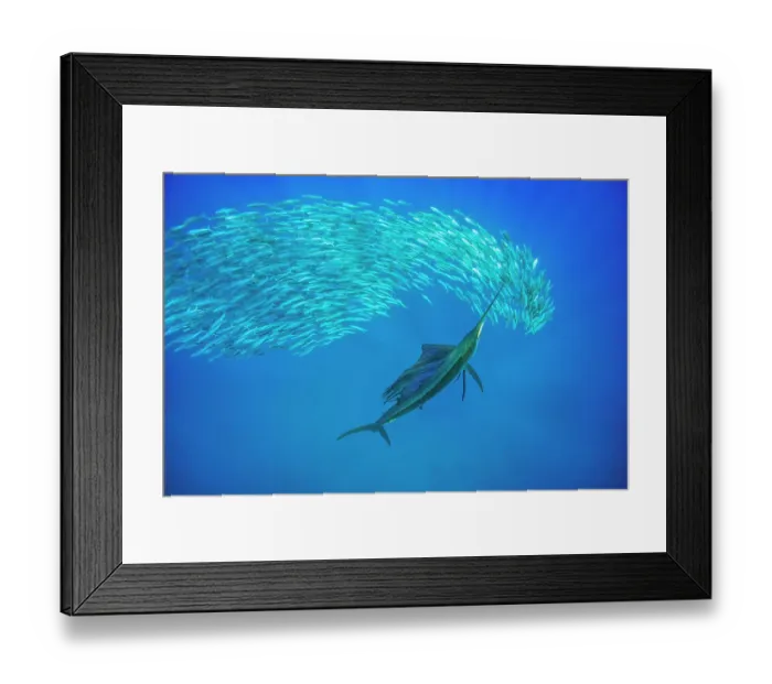 Framed Print : Atlantic sailfish (Istiophorus albicans) attacking Spanish sardines (Sardinella aurita) swinging its long bill rapidly from side to side, in an attempt to stun one or more of the smaller fish, Isla Mujeres, Mexico, Gulf of Mexico Framed Print : Atlantic sailfish (Istiophorus albicans) attacking Spanish sardines (Sardinella aurita) swinging its long bill rapidly from side to side, in an attempt to stun one or more of the smaller fish, Isla Mujeres, Mexico, Gulf of Mexico