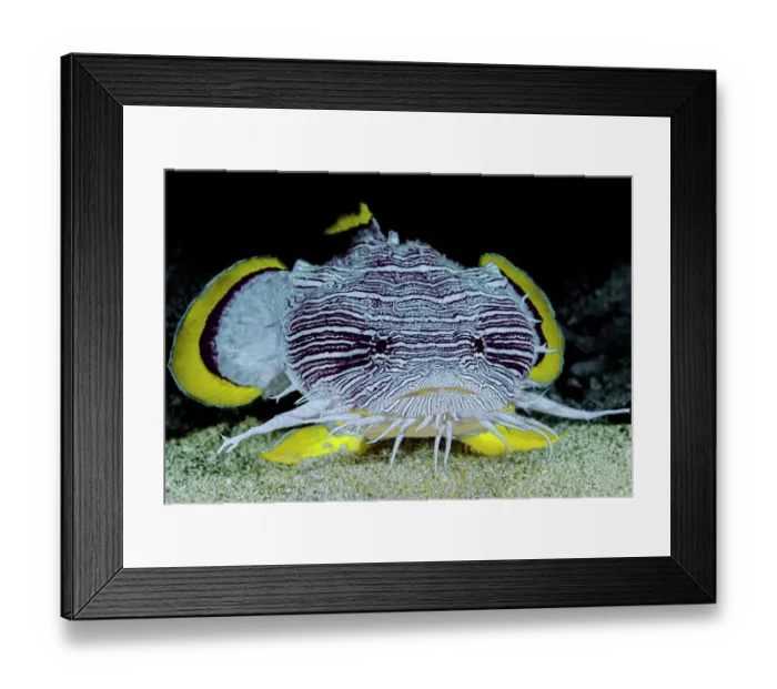 Framed Print : Splendid toadfish (Sanopus splendidus) emerging from its daytime hiding place at night, Cozumel, Mexico, Caribbean Sea Framed Print : Splendid toadfish (Sanopus splendidus) emerging from its daytime hiding place at night, Cozumel, Mexico, Caribbean Sea