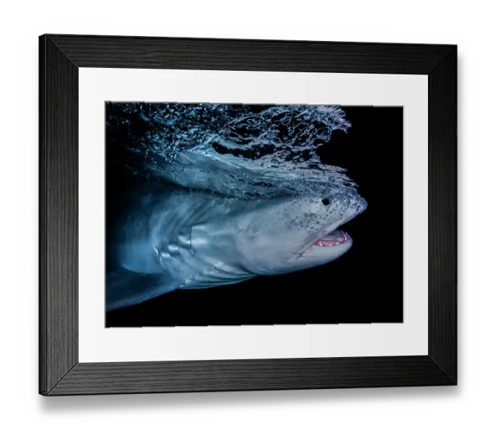 Framed Print : Tiger shark (Galeocerdo cuvier) swimming close to surface at night, Tiger Beach, Bahamas, Caribbean Sea Framed Print : Tiger shark (Galeocerdo cuvier) swimming close to surface at night, Tiger Beach, Bahamas, Caribbean Sea