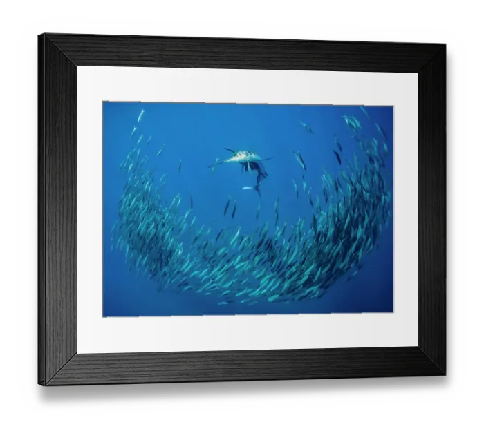 Framed Print : Atlantic sailfish (Istiophorus albicans) attacking a school of Spanish Ssrdines (Sardinella aurita), Isla Mujeres, Mexico, Gulf of Mexico Framed Print : Atlantic sailfish (Istiophorus albicans) attacking a school of Spanish Ssrdines (Sardinella aurita), Isla Mujeres, Mexico, Gulf of Mexico
