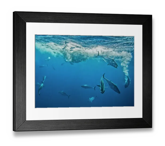 Framed Print : Atlantic bonito (Sarda sarda) attacking a school of Spanish sardines (Sardinella aurita) which are trapped at the surface, Isla Mujeres, Mexico, Gulf of Mexico Framed Print : Atlantic bonito (Sarda sarda) attacking a school of Spanish sardines (Sardinella aurita) which are trapped at the surface, Isla Mujeres, Mexico, Gulf of Mexico