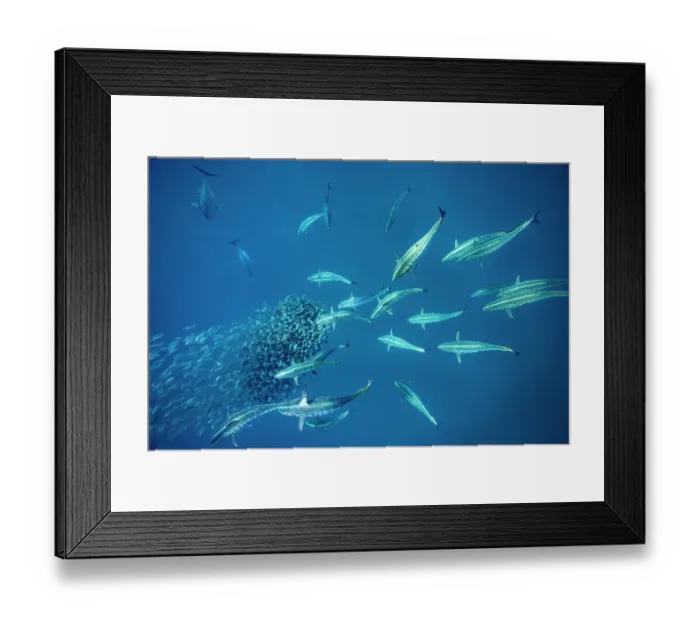Framed Print : School of Bonito fish (Sarda sarda) attacking a school of Spanish sardines (Sardinella aurita) formed into a tight baitball, Isla Mujeres, Mexico, Gulf of Mexico Framed Print : School of Bonito fish (Sarda sarda) attacking a school of Spanish sardines (Sardinella aurita) formed into a tight baitball, Isla Mujeres, Mexico, Gulf of Mexico