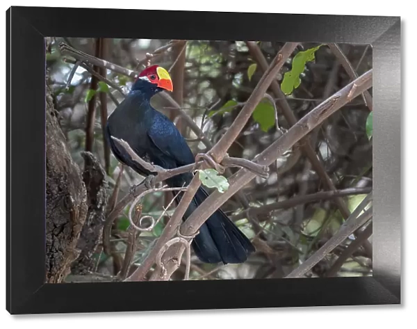 Violet turaco (Musophaga violacea) perched on branch, Brufut Forest, The Gambia
