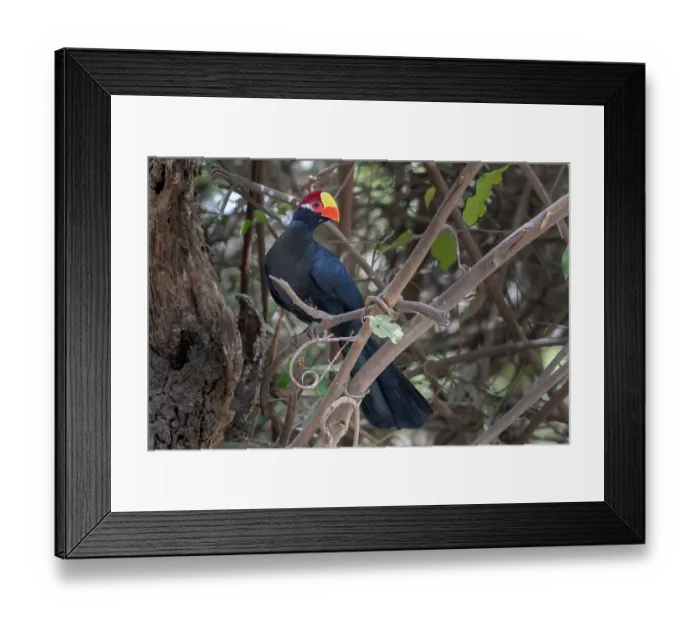 Framed Print : Violet turaco (Musophaga violacea) perched on branch, Brufut Forest, The Gambia Framed Print : Violet turaco (Musophaga violacea) perched on branch, Brufut Forest, The Gambia
