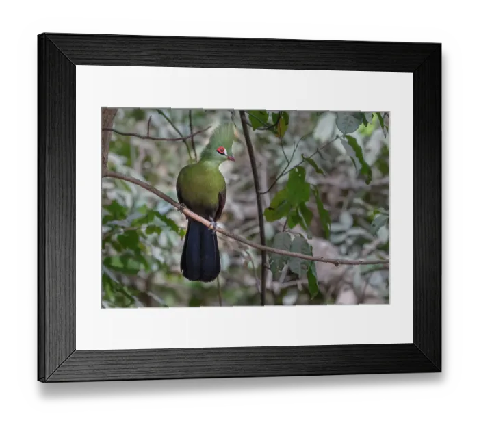 Framed Print : Green turaco (Tauraco persa) perched on branch, Brufut Forest, The Gambia Framed Print : Green turaco (Tauraco persa) perched on branch, Brufut Forest, The Gambia