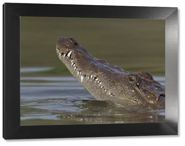 West African crocodile (Crocodylus suchus) raising its head above water, Allahein River, The Gambia