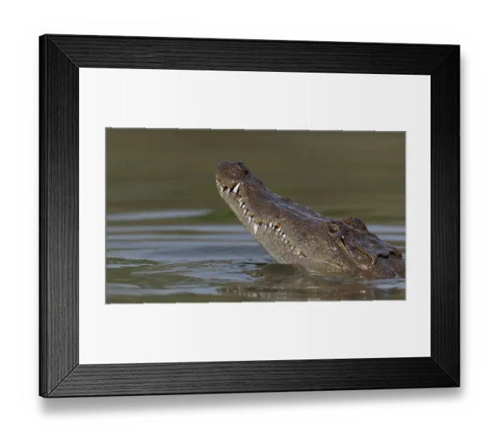Framed Print : West African crocodile (Crocodylus suchus) raising its head above water, Allahein River, The Gambia Framed Print : West African crocodile (Crocodylus suchus) raising its head above water, Allahein River, The Gambia