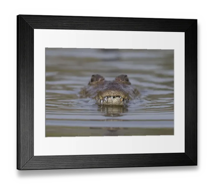 Framed Print : West African crocodile (Crocodylus suchus) submerging in river, with head above water, Allahein River, The Gambia Framed Print : West African crocodile (Crocodylus suchus) submerging in river, with head above water, Allahein River, The Gambia