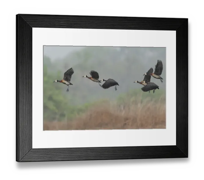 Framed Print : Flock of White-faced whistling duck (Actophilornis africanus) in flight, Allahein River, The Gambia Framed Print : Flock of White-faced whistling duck (Actophilornis africanus) in flight, Allahein River, The Gambia