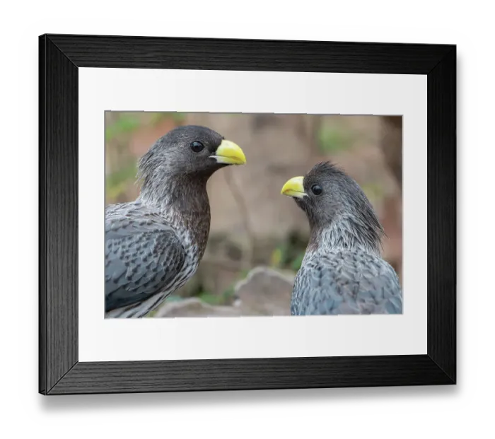 Framed Print : Two Western grey plantain-eaters (Crinifer piscator) looking at each other, Allahein River, The Gambia Framed Print : Two Western grey plantain-eaters (Crinifer piscator) looking at each other, Allahein River, The Gambia