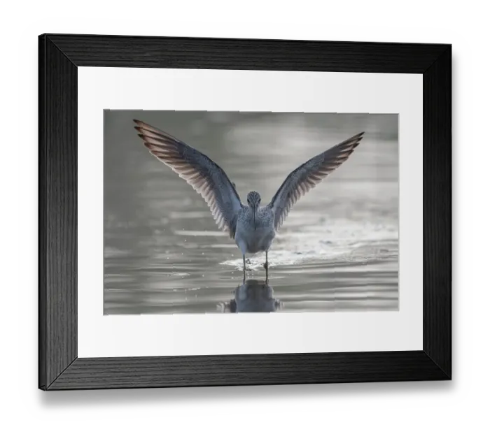 Framed Print : Common greenshank (Tringa nebularia) wading in river with wings spread, Allahein River, The Gambia Framed Print : Common greenshank (Tringa nebularia) wading in river with wings spread, Allahein River, The Gambia