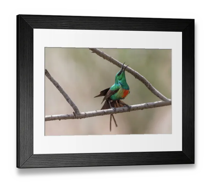 Framed Print : Male Beautiful sunbird (Cinnyris Pulchellus) courtship display, Allahein River, The Gambia Framed Print : Male Beautiful sunbird (Cinnyris Pulchellus) courtship display, Allahein River, The Gambia