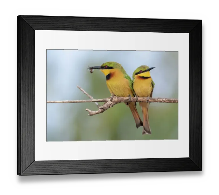 Framed Print : Two Little bee-eaters (Merops pusillus) perched side by side on branch, one with insect in beak, Allahein River, The Gambia Framed Print : Two Little bee-eaters (Merops pusillus) perched side by side on branch, one with insect in beak, Allahein River, The Gambia
