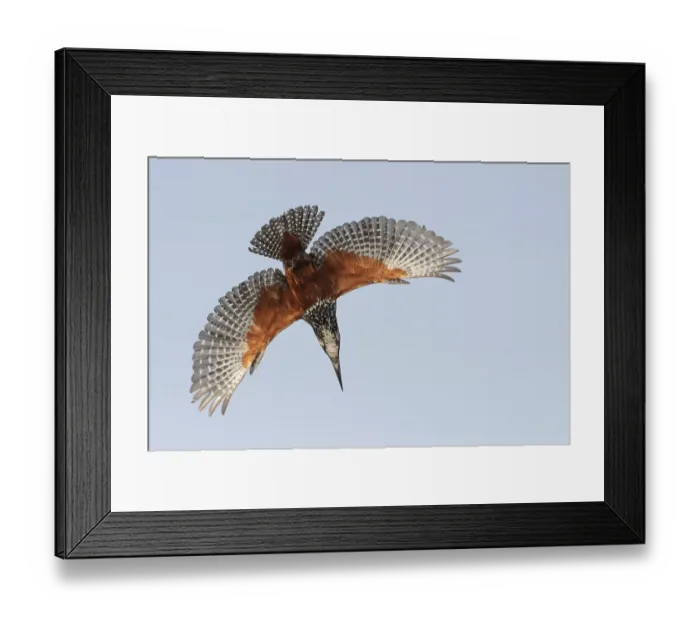 Framed Print : Male Giant kingfisher (Megaceryle maxima) diving, Allahein River, The Gambia Framed Print : Male Giant kingfisher (Megaceryle maxima) diving, Allahein River, The Gambia