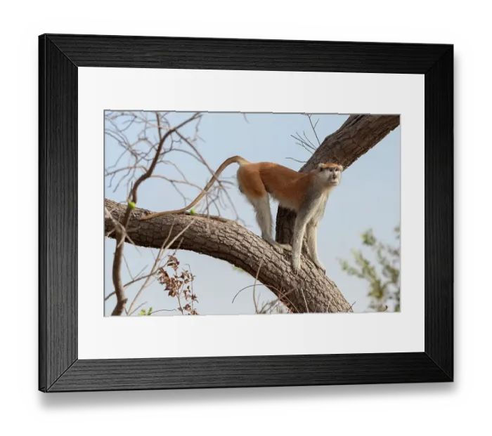 Framed Print : Patas monkey (Cercopithecus patas) standing on a tree branch at roadside between Jajanburreh and Kaur Wetlands, The Gambia Framed Print : Patas monkey (Cercopithecus patas) standing on a tree branch at roadside between Jajanburreh and Kaur Wetlands, The Gambia