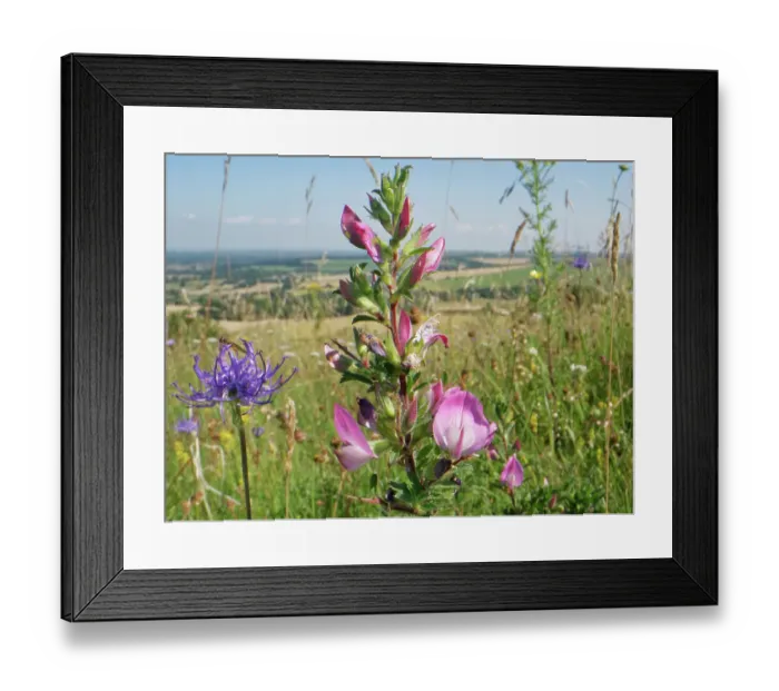 Framed Print : Common restharrow (Ononis repens) and Round-headed rampion (Phyteuma orbiculare) flowering on a chalk grassland hilltop, Marlborough Downs, Wiltshire, UK. July Framed Print : Common restharrow (Ononis repens) and Round-headed rampion (Phyteuma orbiculare) flowering on a chalk grassland hilltop, Marlborough Downs, Wiltshire, UK. July