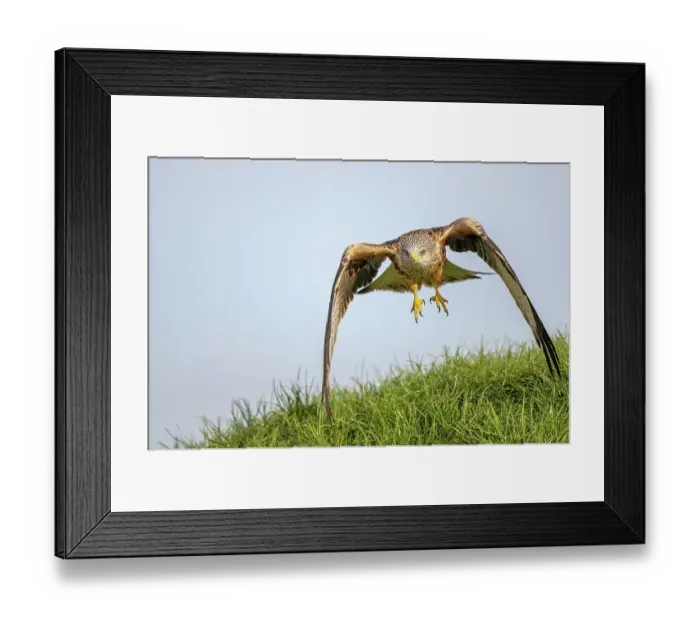 Framed Print : Red kite (Milvus milvus) landing on grass, Marlborough Downs, Wiltshire, UK. January Framed Print : Red kite (Milvus milvus) landing on grass, Marlborough Downs, Wiltshire, UK. January