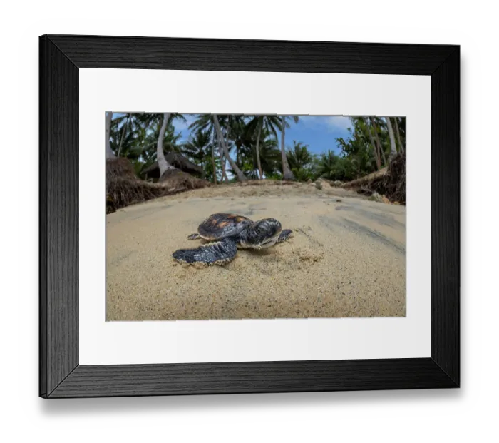 Framed Print : Green sea turtle (Chelonia mydas), hatchling, making its way across the beach to the ocean, Yap, Micronesia, Pacific Ocean Framed Print : Green sea turtle (Chelonia mydas), hatchling, making its way across the beach to the ocean, Yap, Micronesia, Pacific Ocean