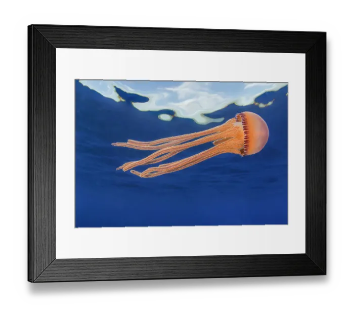 Framed Print : Jellyfish (Thysanostoma sp. ) juvenile, drifting near the surface, Hawaii, Pacific Ocean Framed Print : Jellyfish (Thysanostoma sp. ) juvenile, drifting near the surface, Hawaii, Pacific Ocean