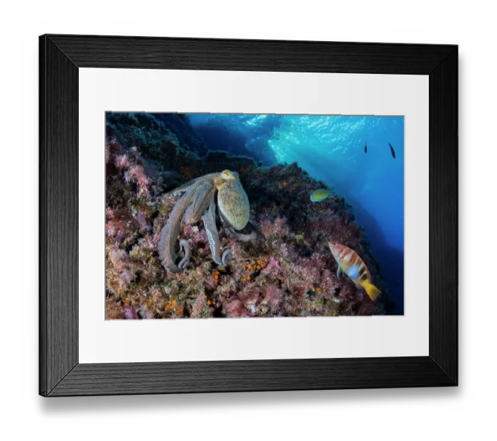 Framed Print : Common octopus (Octopus vulgaris) moving over rocks, Marine Protected area Punta Campanella, Costa Amalfitana, Italy, Tyrrhenian Sea Framed Print : Common octopus (Octopus vulgaris) moving over rocks, Marine Protected area Punta Campanella, Costa Amalfitana, Italy, Tyrrhenian Sea