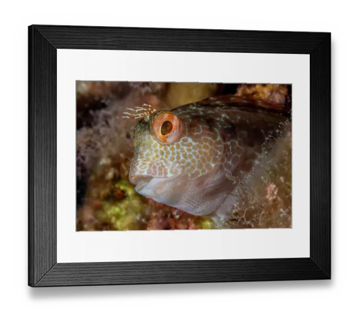 Framed Print : Ringneck blenny (Parablennius pilicornis) head portrait, Marine Protected area Punta Campanella, Costa Amalfitana, Italy, Tyrrhenian Sea Framed Print : Ringneck blenny (Parablennius pilicornis) head portrait, Marine Protected area Punta Campanella, Costa Amalfitana, Italy, Tyrrhenian Sea