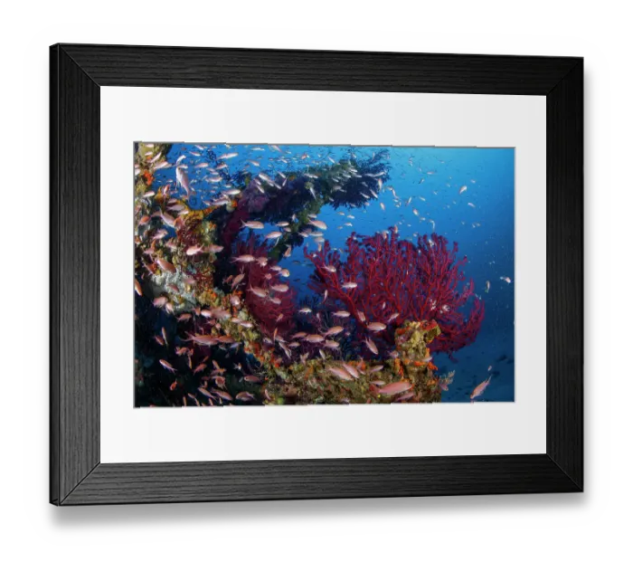 Framed Print : Shoal of Mediterranean Fairy basslet (Anthias anthias) swimming between Red gorgonian (Paramuricea clavata) that have colonised the crossbars of a sunken electricity pylon that fell into the sea during a storm, Capri Island, Costa Amalfitana, Italy Framed Print : Shoal of Mediterranean Fairy basslet (Anthias anthias) swimming between Red gorgonian (Paramuricea clavata) that have colonised the crossbars of a sunken electricity pylon that fell into the sea during a storm, Capri Island, Costa Amalfitana, Italy