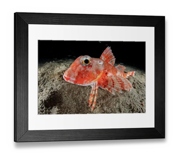 Framed Print : Streaked gurnard (Trigloporus lastoviza) portrait, Marine Protected area Punta Campanella, Costa Amalfitana, Italy, Tyrrhenian Sea Framed Print : Streaked gurnard (Trigloporus lastoviza) portrait, Marine Protected area Punta Campanella, Costa Amalfitana, Italy, Tyrrhenian Sea