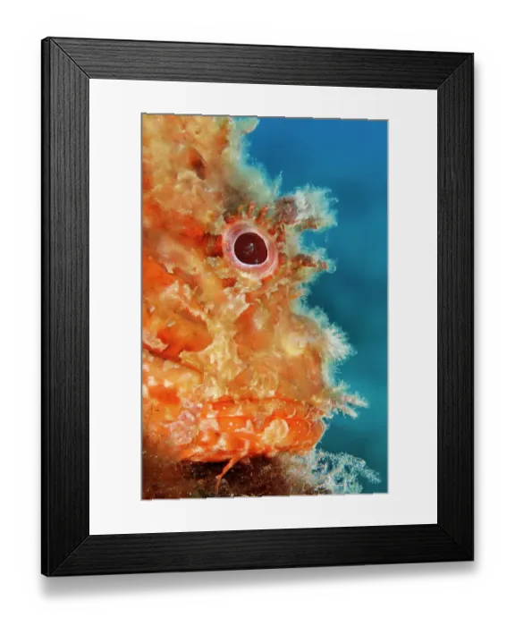 Framed Print : Great rockfish, (Scorpaena scrofa) head portrait, Marine Protected area Punta Campanella, Costa Amalfitana, Italy, Tyrrhenian Sea Framed Print : Great rockfish, (Scorpaena scrofa) head portrait, Marine Protected area Punta Campanella, Costa Amalfitana, Italy, Tyrrhenian Sea