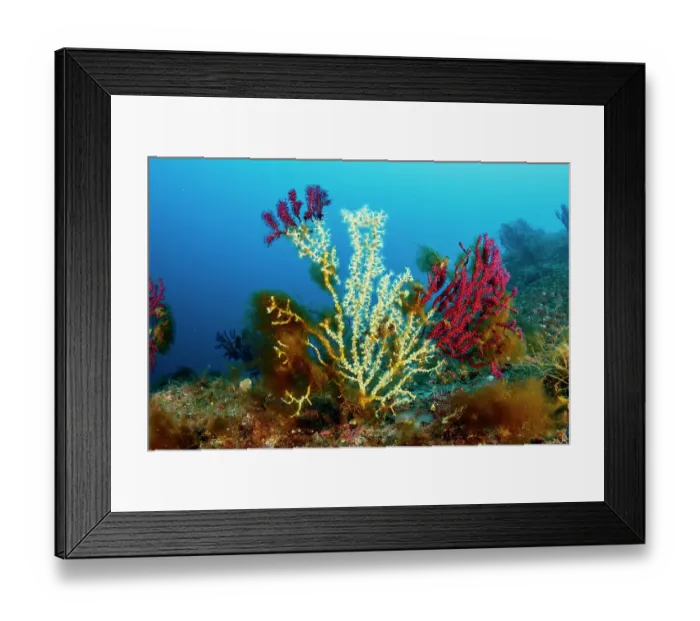 Framed Print : Gold coral (Savalia Savaglia) colonising Red gorgonian (Paramuricea clavata), Marine Protected area Punta Campanella, Costa Amalfitana, Italy, Tyrrhenian Sea Framed Print : Gold coral (Savalia Savaglia) colonising Red gorgonian (Paramuricea clavata), Marine Protected area Punta Campanella, Costa Amalfitana, Italy, Tyrrhenian Sea