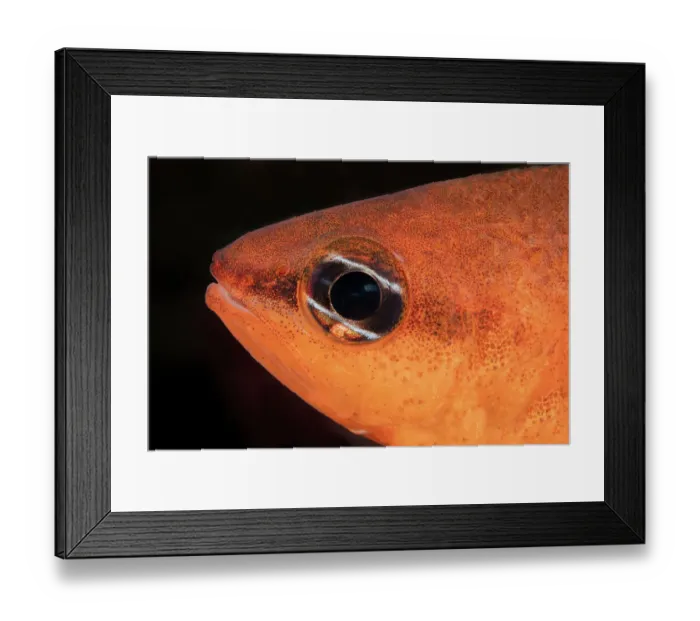 Framed Print : Mediterranean cardinalfish (Apogon imberbis) head portrait, Marine Protected area Punta Campanella, Costa Amalfitana, Italy, Tyrrhenian Sea Framed Print : Mediterranean cardinalfish (Apogon imberbis) head portrait, Marine Protected area Punta Campanella, Costa Amalfitana, Italy, Tyrrhenian Sea