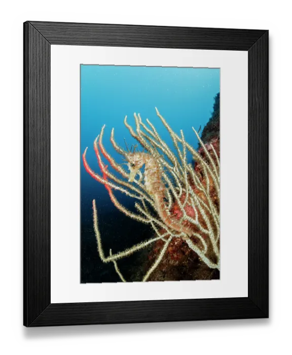 Framed Print : Long-snouted seahorse / Spiny seahorse (Hippocampus guttulatus) camouflaged on a White seafan (Eunicella singularis), Marine Protected area Punta Campanella, Costa Amalfitana, Italy, Tyrrhenian Sea Framed Print : Long-snouted seahorse / Spiny seahorse (Hippocampus guttulatus) camouflaged on a White seafan (Eunicella singularis), Marine Protected area Punta Campanella, Costa Amalfitana, Italy, Tyrrhenian Sea