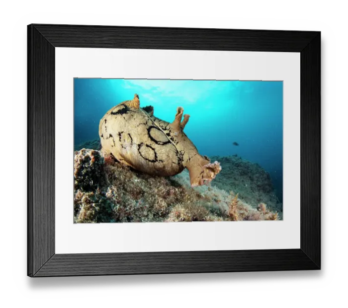 Framed Print : Spotted sea hare (Aplysia dactylomela), a tropical Atlantic species considered alien in the Mediterranean Sea, likely self-established due to increasing temperatures, portrait, Marine Protected area Punta Campanella, Costa Amalfitana, Italy Framed Print : Spotted sea hare (Aplysia dactylomela), a tropical Atlantic species considered alien in the Mediterranean Sea, likely self-established due to increasing temperatures, portrait, Marine Protected area Punta Campanella, Costa Amalfitana, Italy