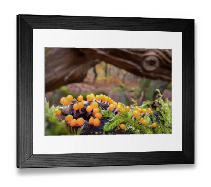 Framed Print : Eggs of Salmon slime mould (Trichia decipiens) fruiting bodies covering a moss-covered Oak limb. Each orange sphere seen here is approximately 0. 7mm across, Padley Gorge, Derbyshire, UK. November Framed Print : Eggs of Salmon slime mould (Trichia decipiens) fruiting bodies covering a moss-covered Oak limb. Each orange sphere seen here is approximately 0. 7mm across, Padley Gorge, Derbyshire, UK. November