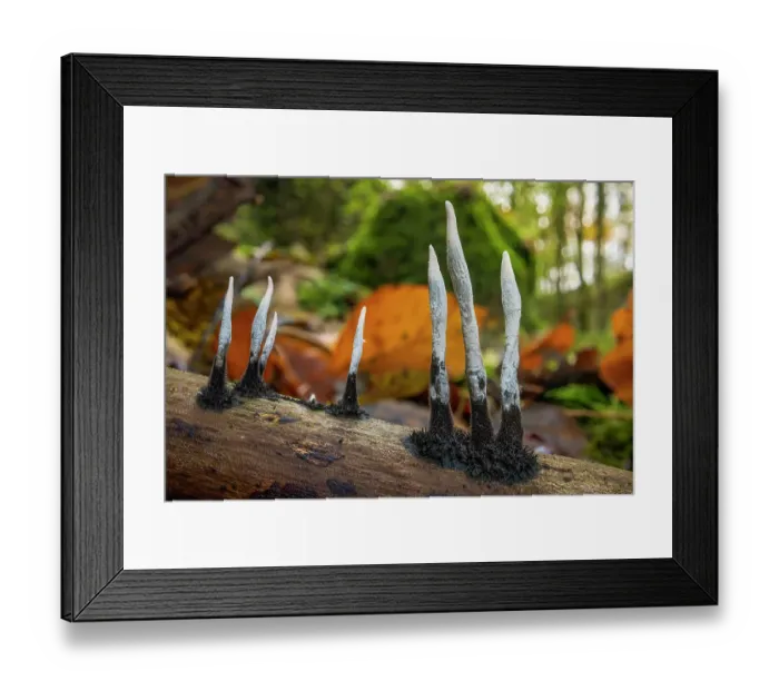 Framed Print : Candlesnuff fungus (Xylaria hypoxylon) growing on a dead twig on the woodland floor. Peak District National Park, Derbyshire, UK. November Framed Print : Candlesnuff fungus (Xylaria hypoxylon) growing on a dead twig on the woodland floor. Peak District National Park, Derbyshire, UK. November