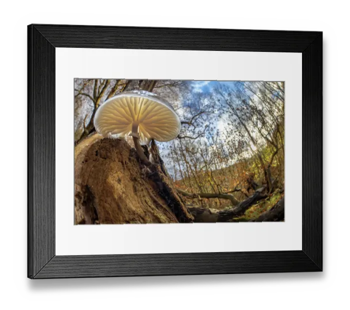 Framed Print : Porcelain fungus (Oudemansiella mucida) growing on fallen European beech (Fagus sylvatica). Peak District National Park, Derbyshire, UK. November Framed Print : Porcelain fungus (Oudemansiella mucida) growing on fallen European beech (Fagus sylvatica). Peak District National Park, Derbyshire, UK. November