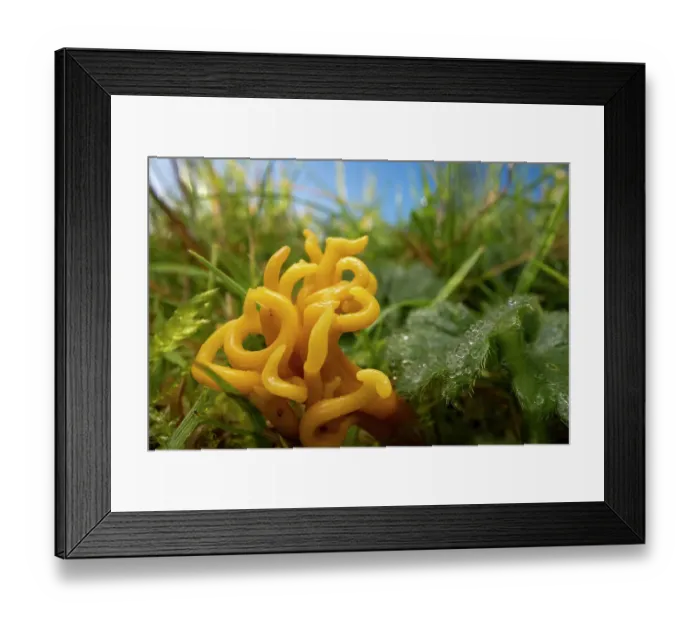 Framed Print : Meadow coral (Clavulinopsis corniculata) fungus, Peak District National Park, Derbyshire, UK. November Framed Print : Meadow coral (Clavulinopsis corniculata) fungus, Peak District National Park, Derbyshire, UK. November