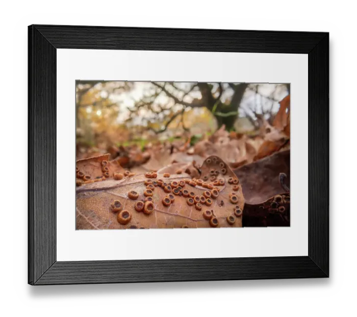 Framed Print : Galls of the Silk button gall wasp (Neuroterus numismalis) on the underside of a fallen Oak (Quercus sp. ) leaf. A single adult wasp will emerge from each gall, Peak District National Park, Derbyshire, UK. November Framed Print : Galls of the Silk button gall wasp (Neuroterus numismalis) on the underside of a fallen Oak (Quercus sp. ) leaf. A single adult wasp will emerge from each gall, Peak District National Park, Derbyshire, UK. November