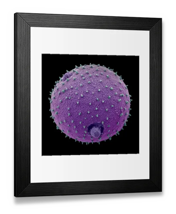 Framed Print : Harebell (Campanula rotundifolia) pollen grain, false-coloured Scanning Electron Micrograph Framed Print : Harebell (Campanula rotundifolia) pollen grain, false-coloured Scanning Electron Micrograph