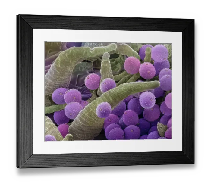 Framed Print : Pollen grains on the style of a Harebell (Campanula rotundifolia), Hoe Grange Nature Reserve, Derbyshire, UK. August Framed Print : Pollen grains on the style of a Harebell (Campanula rotundifolia), Hoe Grange Nature Reserve, Derbyshire, UK. August