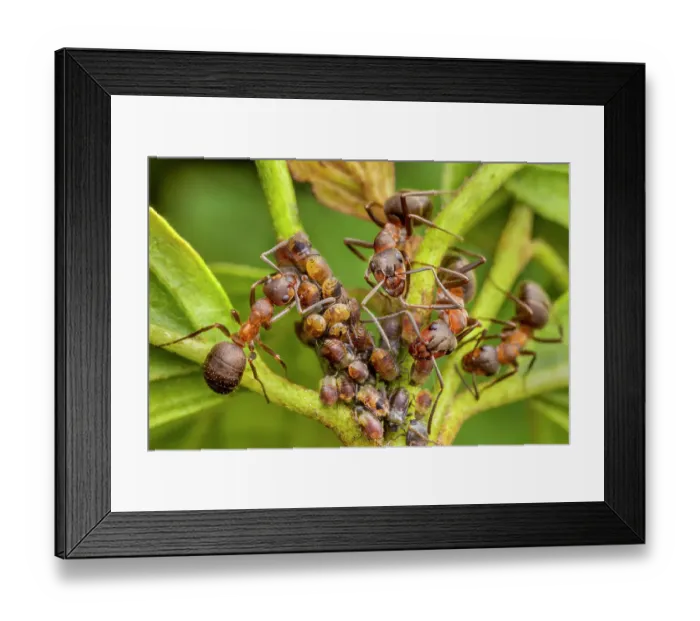 Framed Print : Northern hairy wood ant (Formica lugubris) workers milking aphids for honeydew, gently stroking the aphids back with its antennae, the aphid is stimulated to produce a droplet of honeydew, which the ant then collects