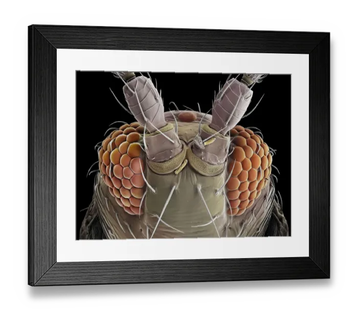 Framed Print : False-coloured scanning electron micrograph of a Thrip's (Thysanoptera) head, the bulging compound eyes can be seen on either side of the head, with sensory hairs sprouting between the individual units (ommatidia) that make up each compound eye